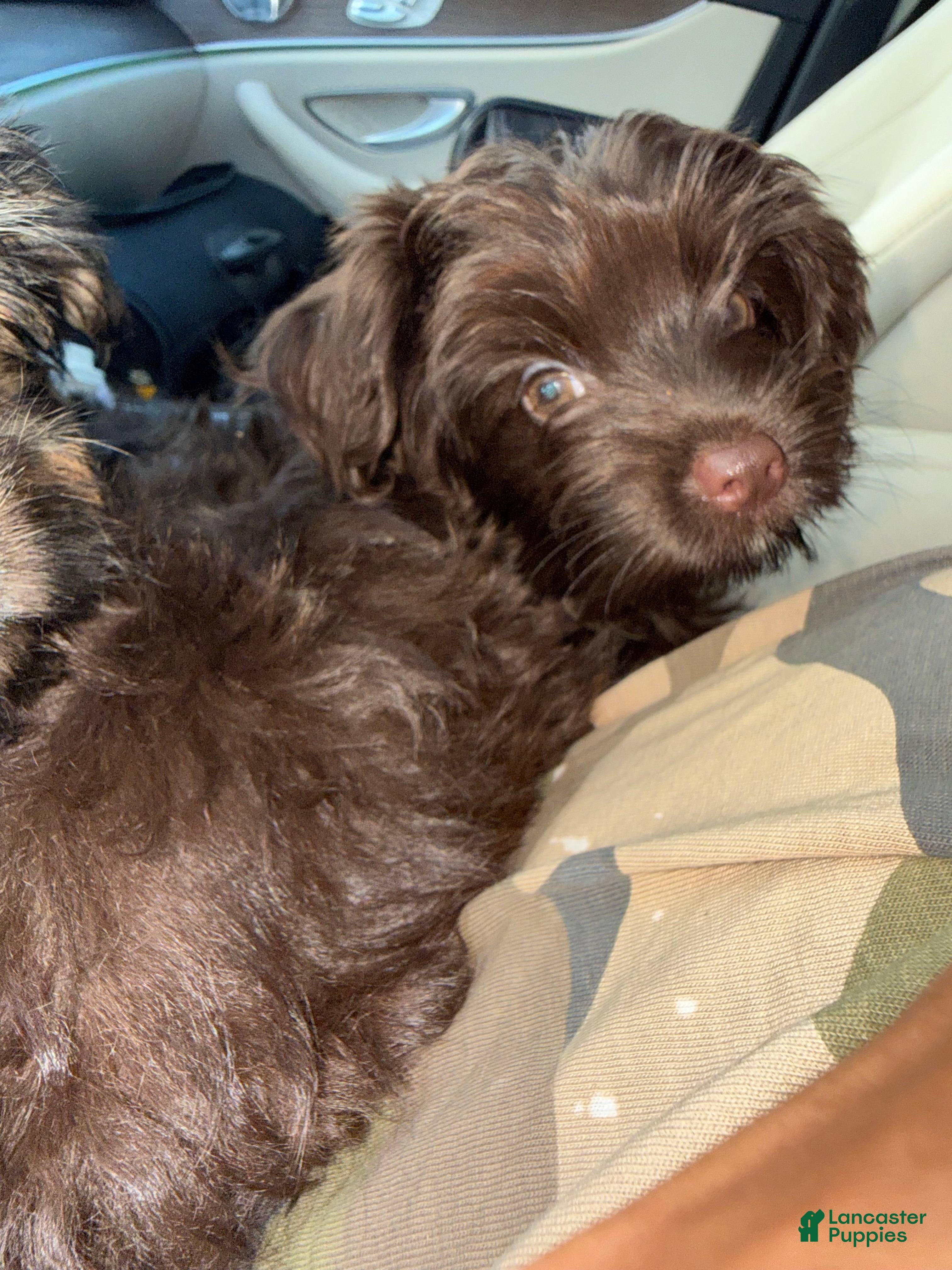 Yorkshire Terrier dogs Zorro - Ad 2