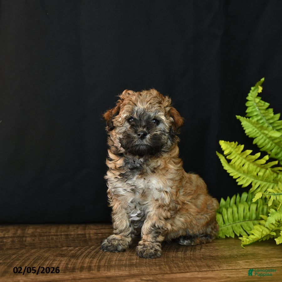 Mixed Breed dogs Cocoa - Ad 5