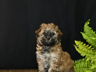 Mixed Breed dogs Cocoa - Ad 5