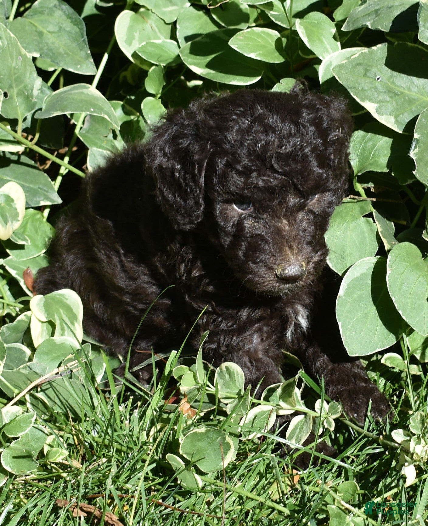 Standard Poodle dogs Standard Poodle 8 Brown with a tiny bit of white - Ad 2