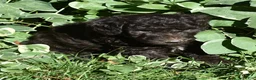 Standard Poodle dogs for sale: Standard Poodle 8 Brown with a tiny bit of white - Ad 2