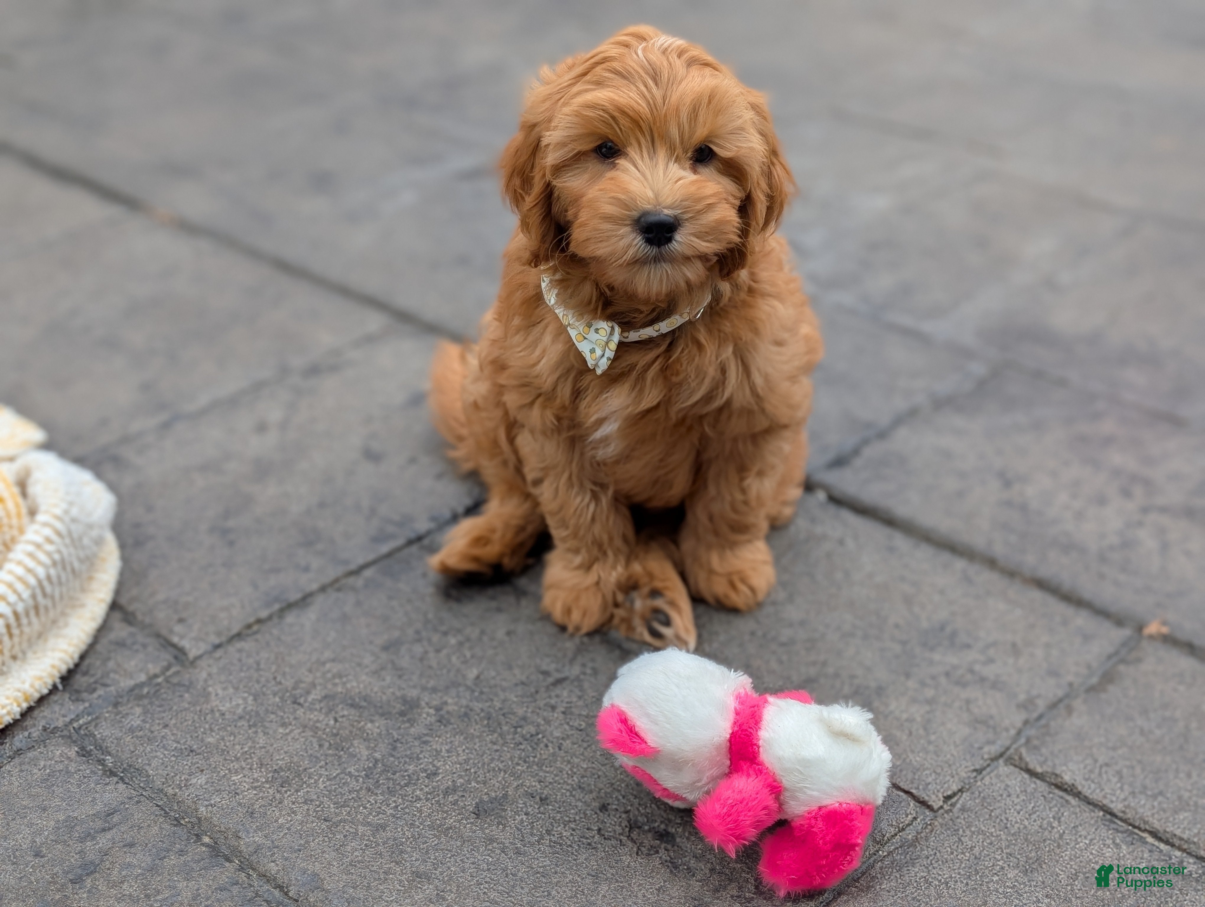 Mini Goldendoodle dogs Pumpkin - Ad 2