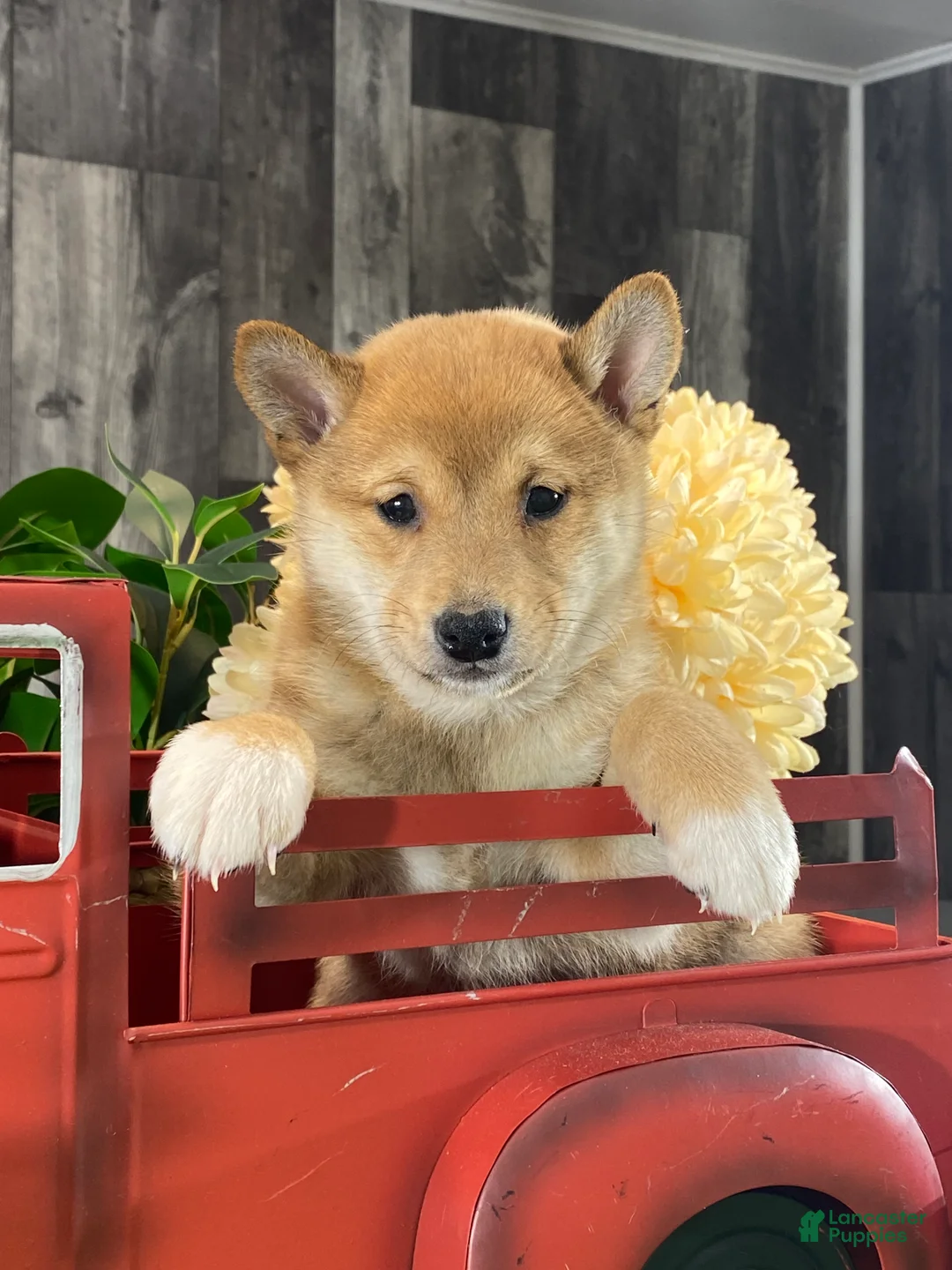 Shiba Inu dogs for sale: Infinity  - Ad 2