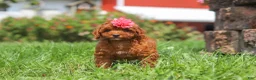 Miniature Poodle dogs for sale: Clover - Ad 6