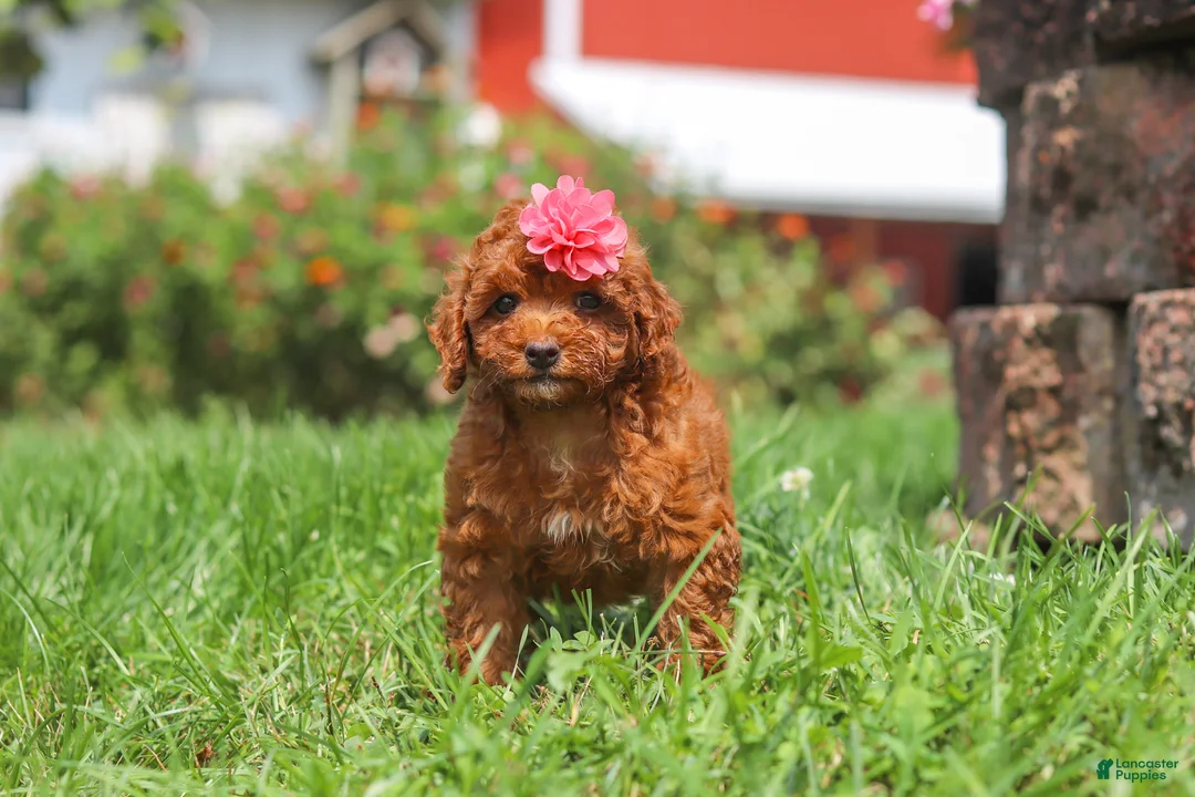 Miniature Poodle dogs for sale: Clover - Ad 6
