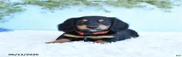 Miniature Dachshund dogs for sale: Korie - Ad 5