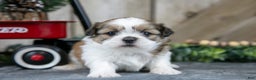 Shih Tzu dogs for sale: Nova - Ad 3