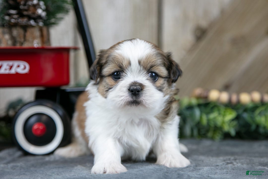 Shih Tzu dogs for sale: Nova - Ad 3