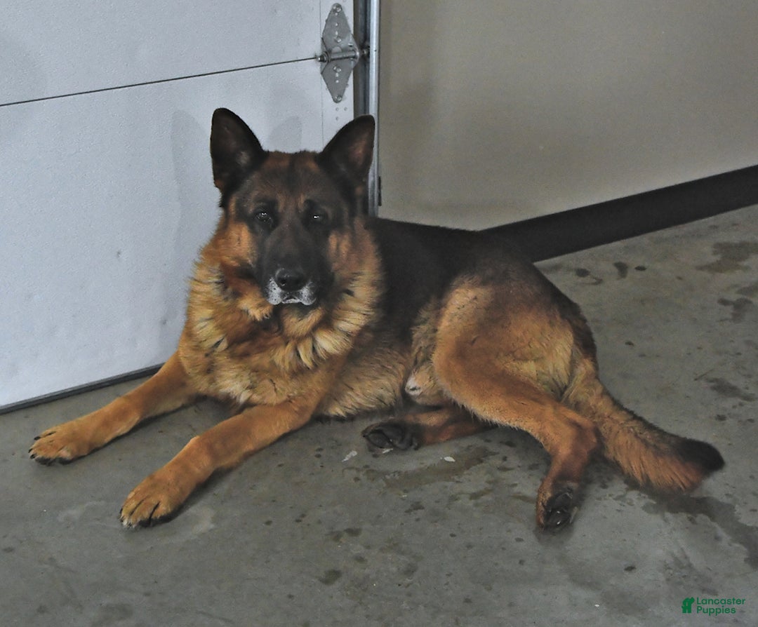 German Shepherd dogs for sale: Bella    - Ad 7