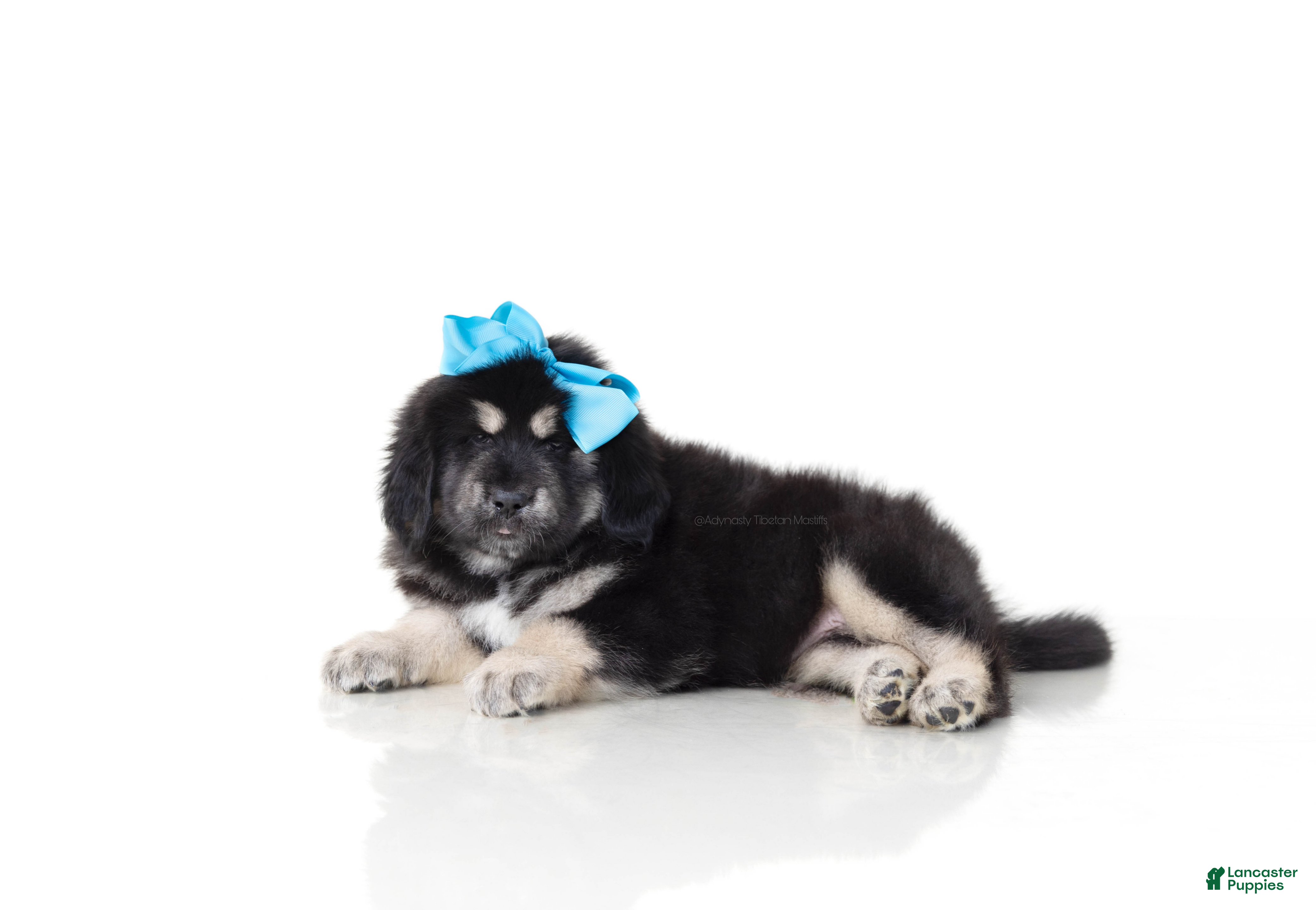 Tibetan Mastiff dogs Tibetan Mastiff Puppy | Blue Girl  - Ad 1