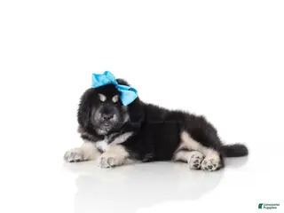 Tibetan Mastiff dogs for sale: Tibetan Mastiff Puppy | Blue Girl - Ad 1