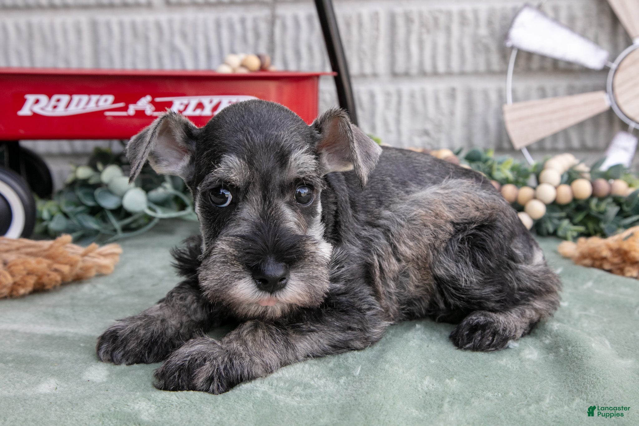 Miniature Schnauzer dogs Toby - Ad 1