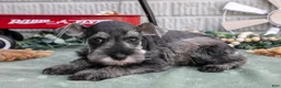 Miniature Schnauzer dogs for sale: Toby - Ad 1