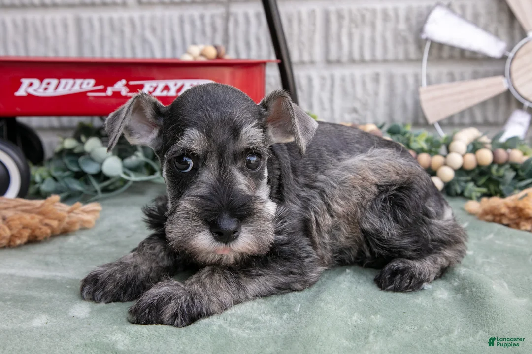 Miniature Schnauzer dogs for sale: Toby - Ad 1
