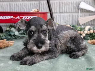 Miniature Schnauzer dogs for sale: Toby - Ad 4
