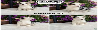 Corgi Female Blue Merle