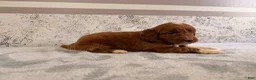 Mini Goldendoodle dogs for sale: Calla - Ad 2