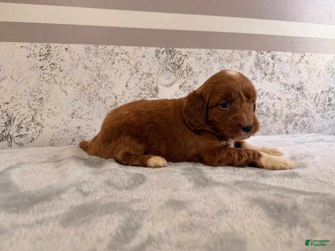 Mini Goldendoodle dogs for sale: Calla - Ad 2