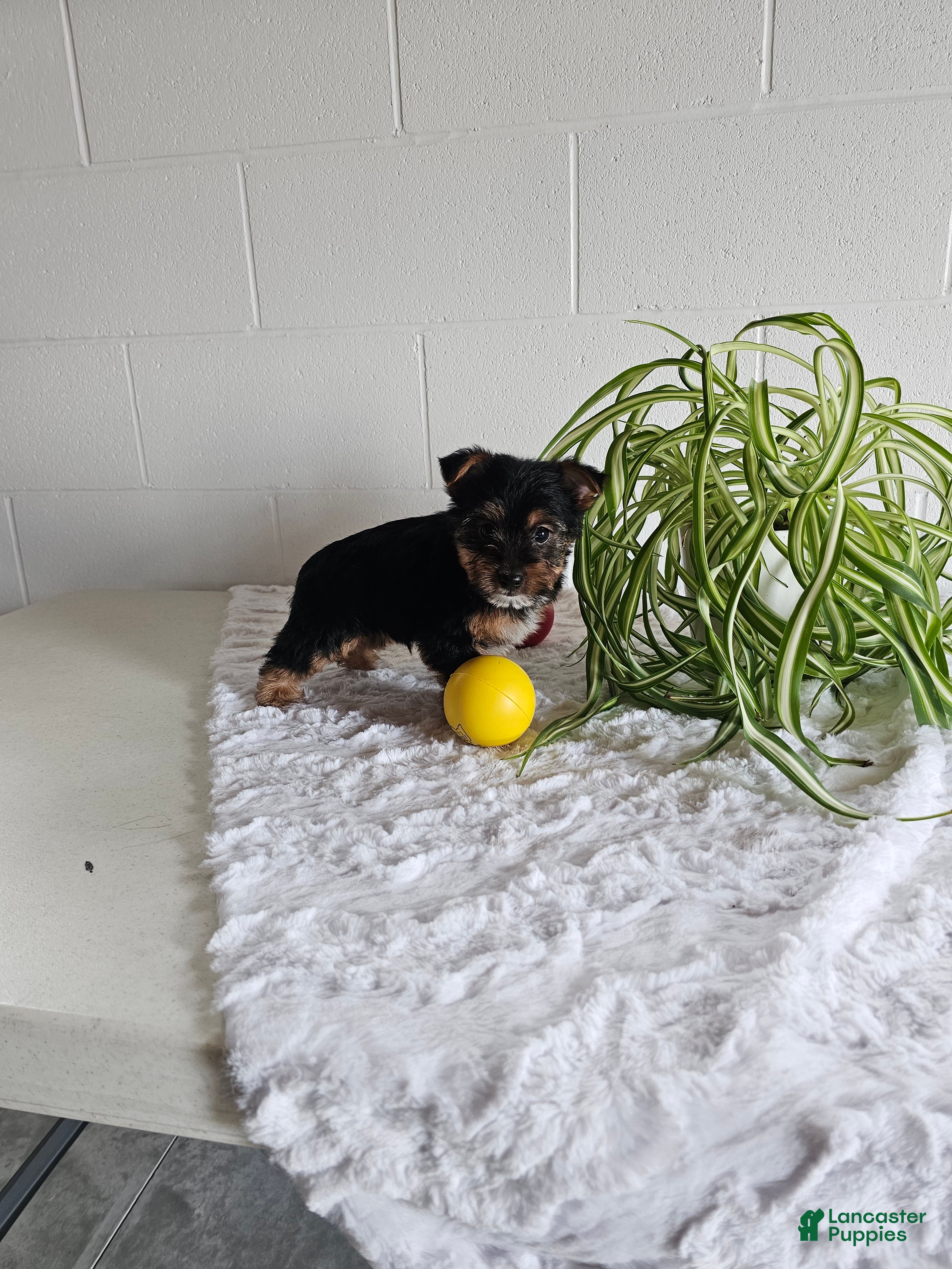 Yorkshire Terrier dogs Tyler - Ad 2