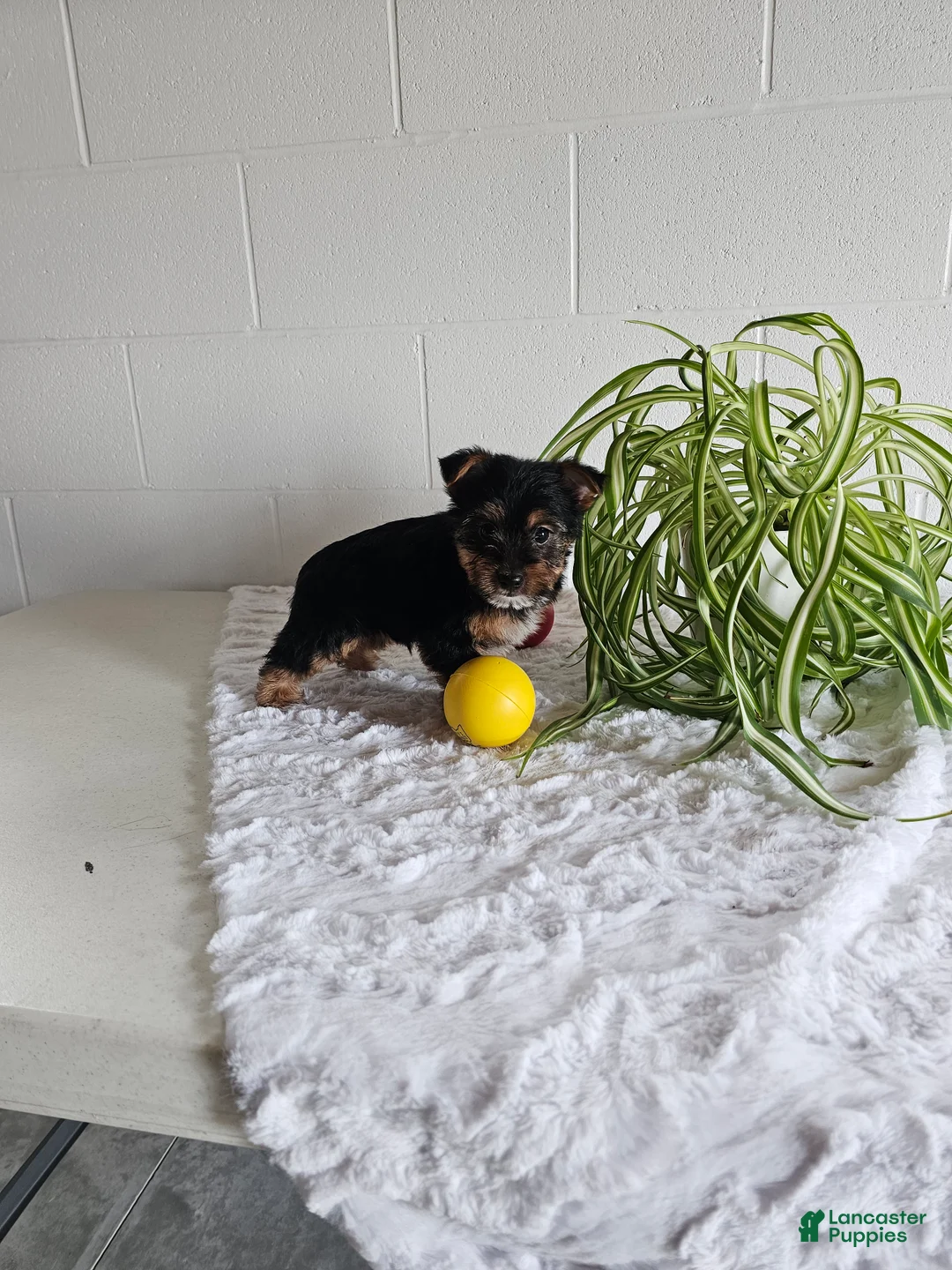 Yorkshire Terrier dogs for sale: Tyler - Ad 2