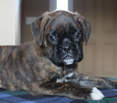 Boxer dogs for sale: Winston - Champ Lines - Ad 1