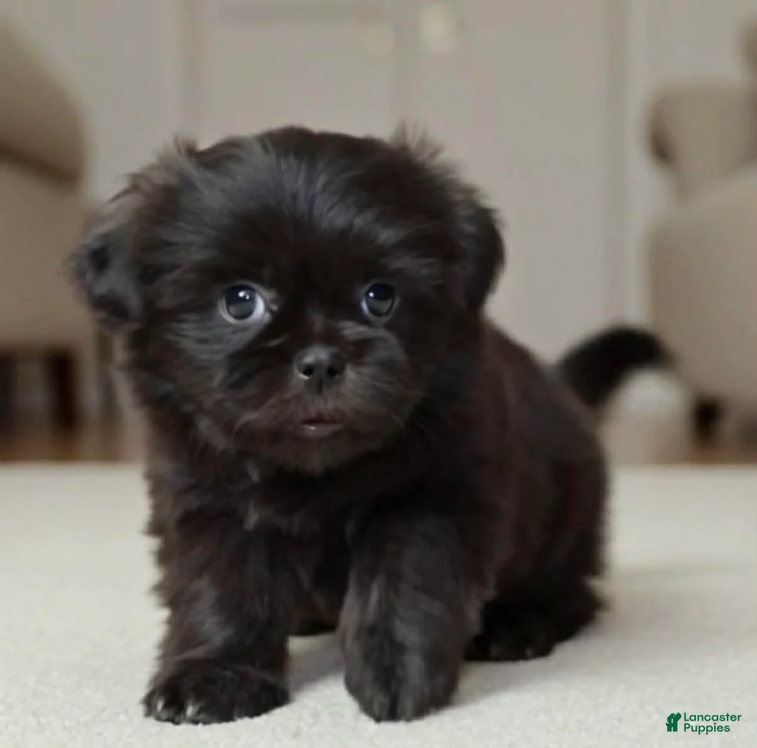 Shih Tzu dogs for sale: Cash - Ad 1