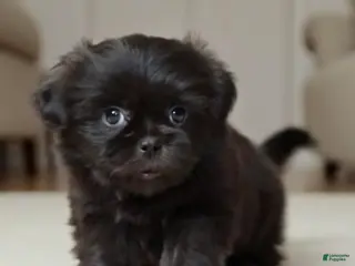 Shih Tzu dogs Cash - Ad 28