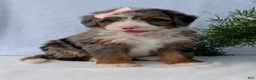 Mini Bernedoodle dogs for sale: Mini Daisy  - Ad 5