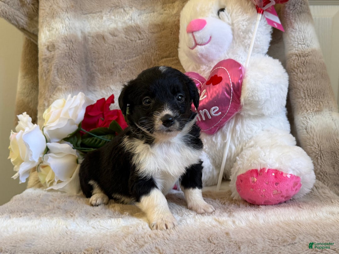 Mixed Breed dogs for sale: Finn - Ad 5