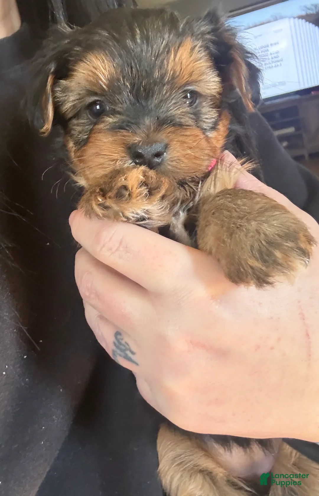 Yorkshire Terrier dogs for sale: Yorkshire Terrier Puppy 3 - Ad 1