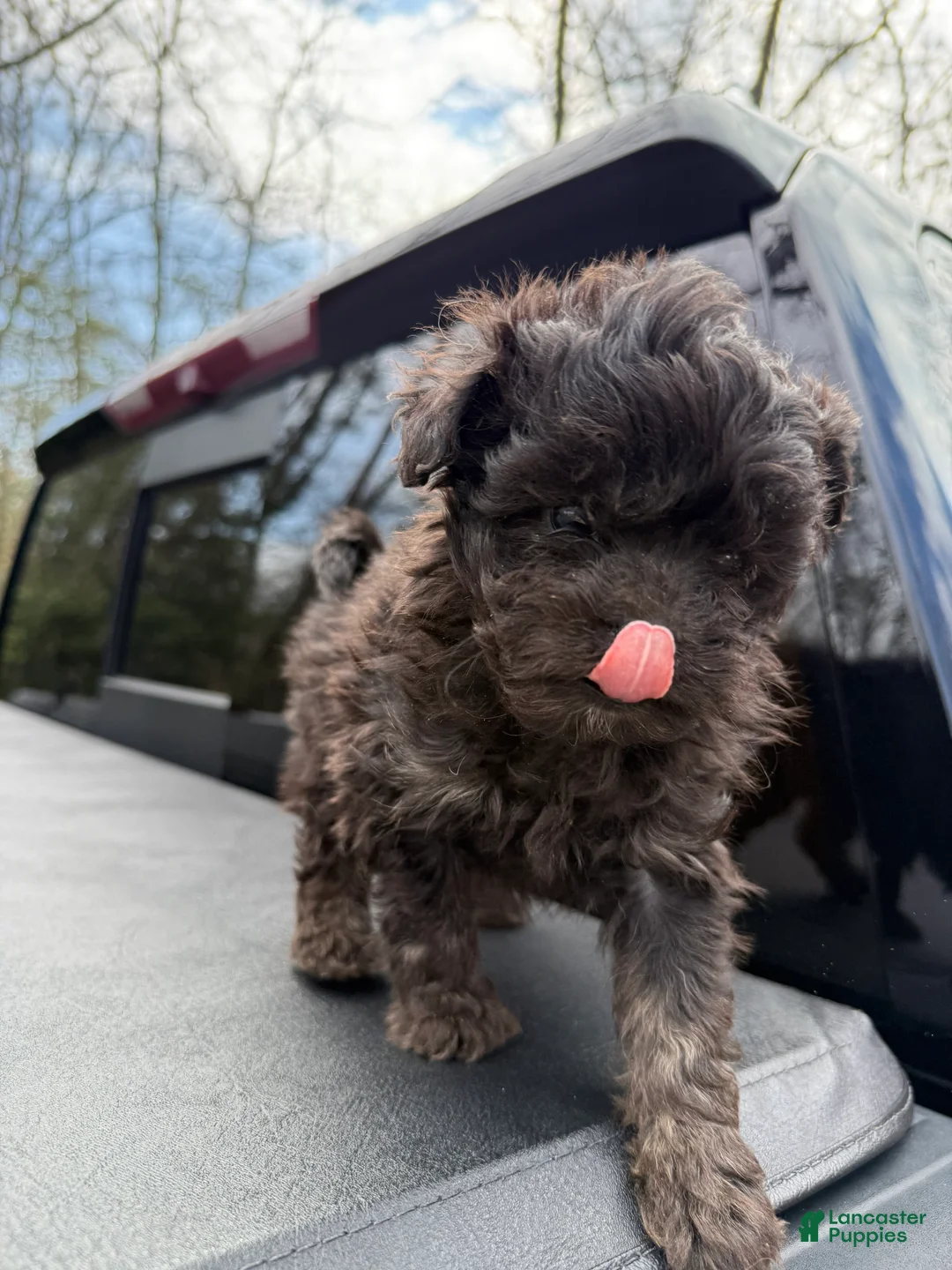 Toy Poodle dogs for sale: Toy Poodle Puppy 1 - Ad 3