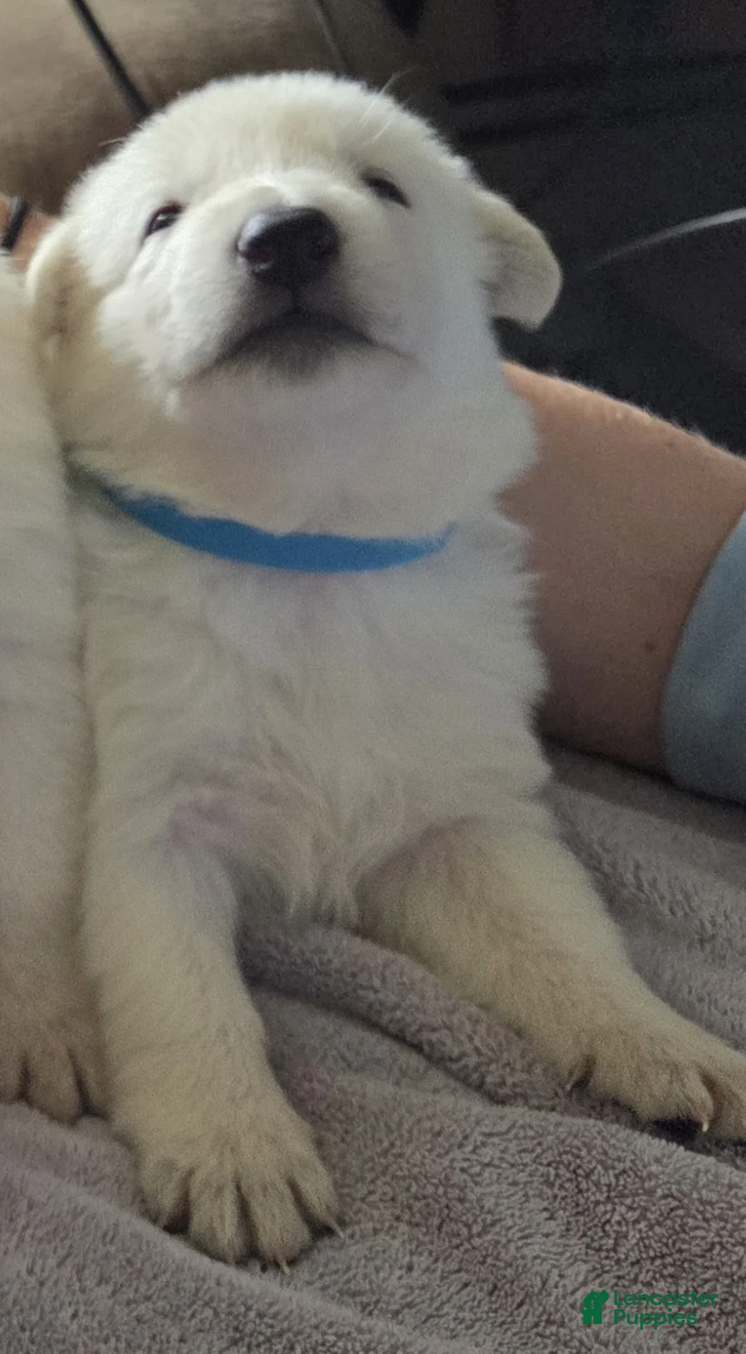 German Shepherd dogs for sale: Teal - Ad 1