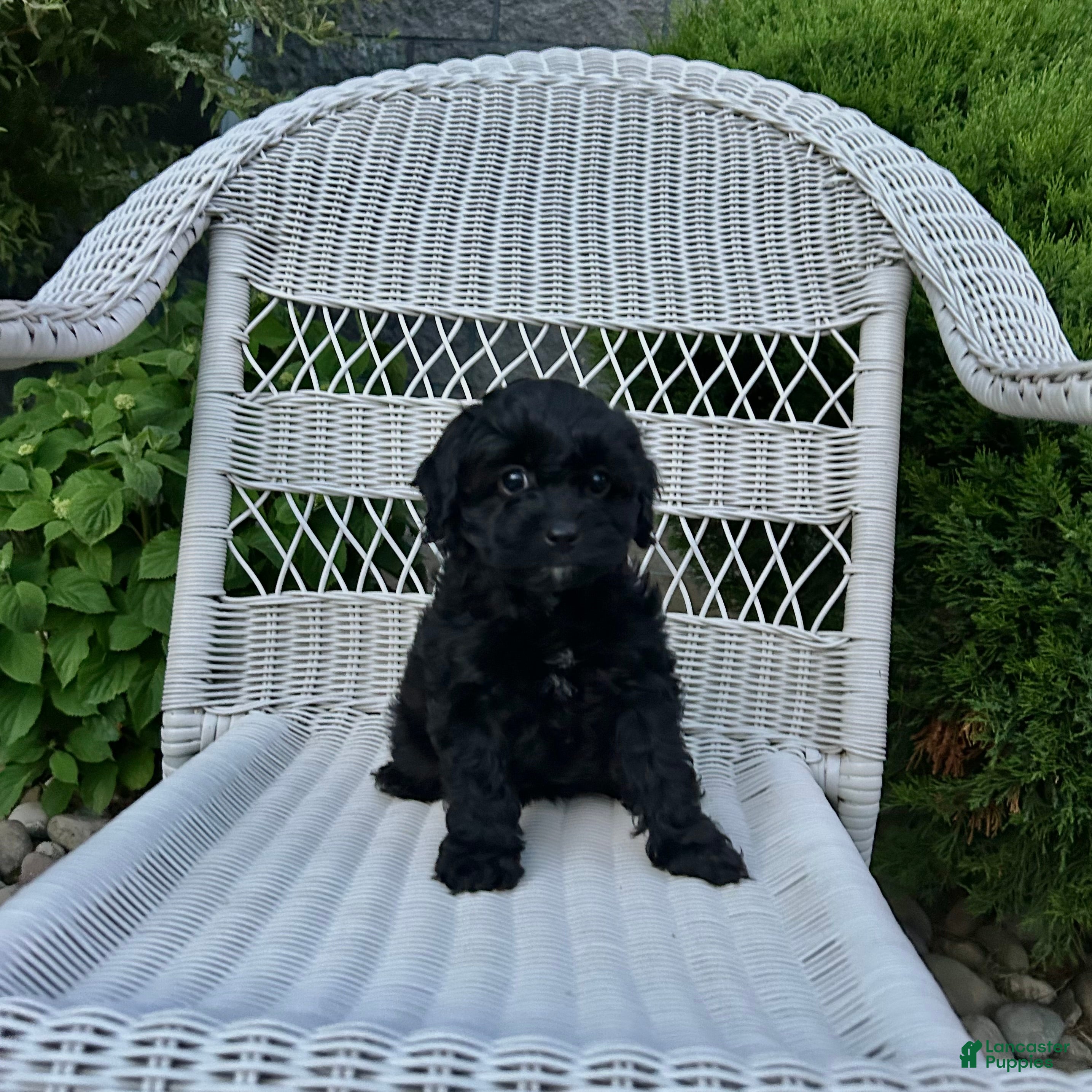 Cavapoo dogs Sadie - Ad 1