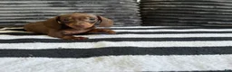 Dachshund dogs for sale: Jenny  - Ad 3