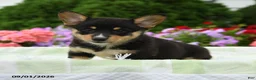 Welsh Corgi Pembroke dogs for sale: Blair - Ad 3
