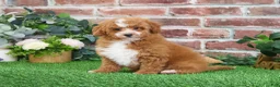 Mini Goldendoodle dogs for sale: Spaghetti - Ad 11