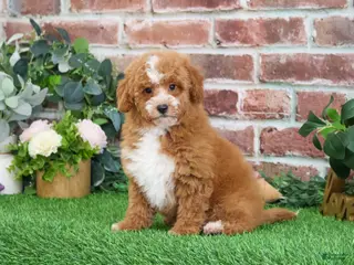 Mini Goldendoodle dogs Spaghetti - Ad 29