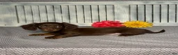 Miniature Dachshund dogs for sale: Emily - Ad 4