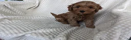 Cavapoo dogs for sale: Archer  - Ad 2