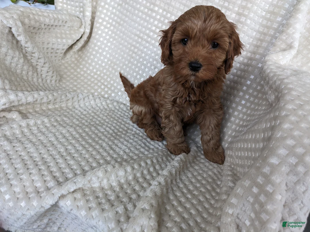 Cavapoo dogs for sale: Archer  - Ad 2