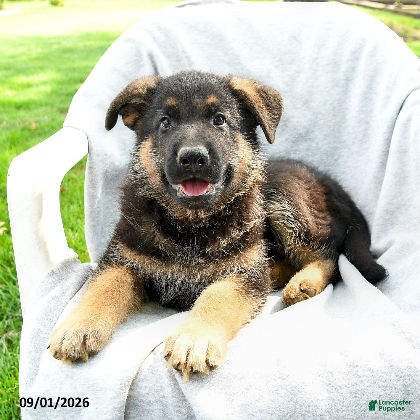 German Shepherd dogs Dexter - Ad 2
