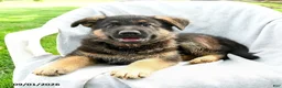 German Shepherd dogs for sale: Dexter - Ad 2