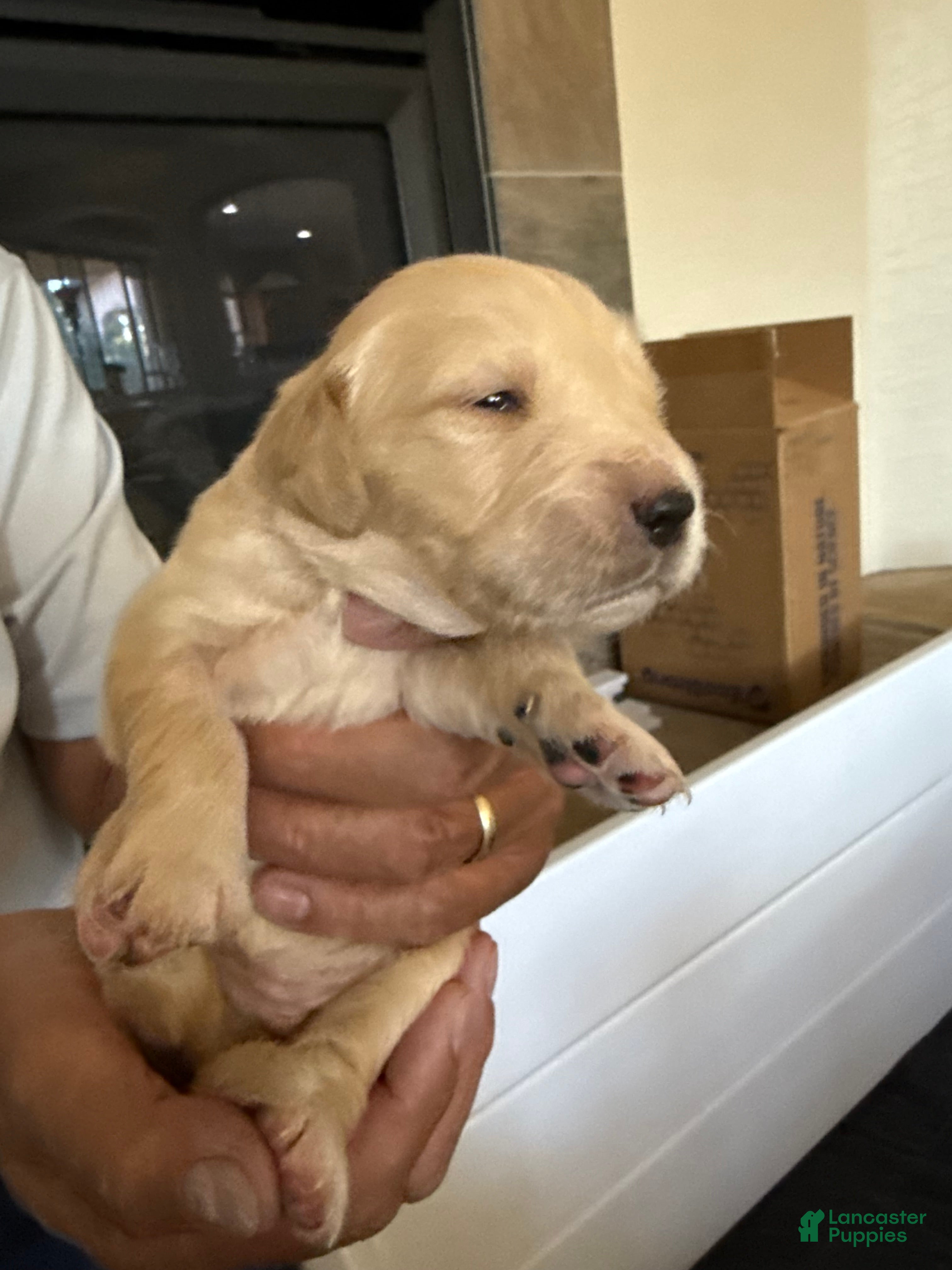 Golden Retriever dogs Golden Retriever Puppy 9 - Ad 25