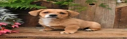 Mixed Breed dogs for sale: Eddie - Ad 3