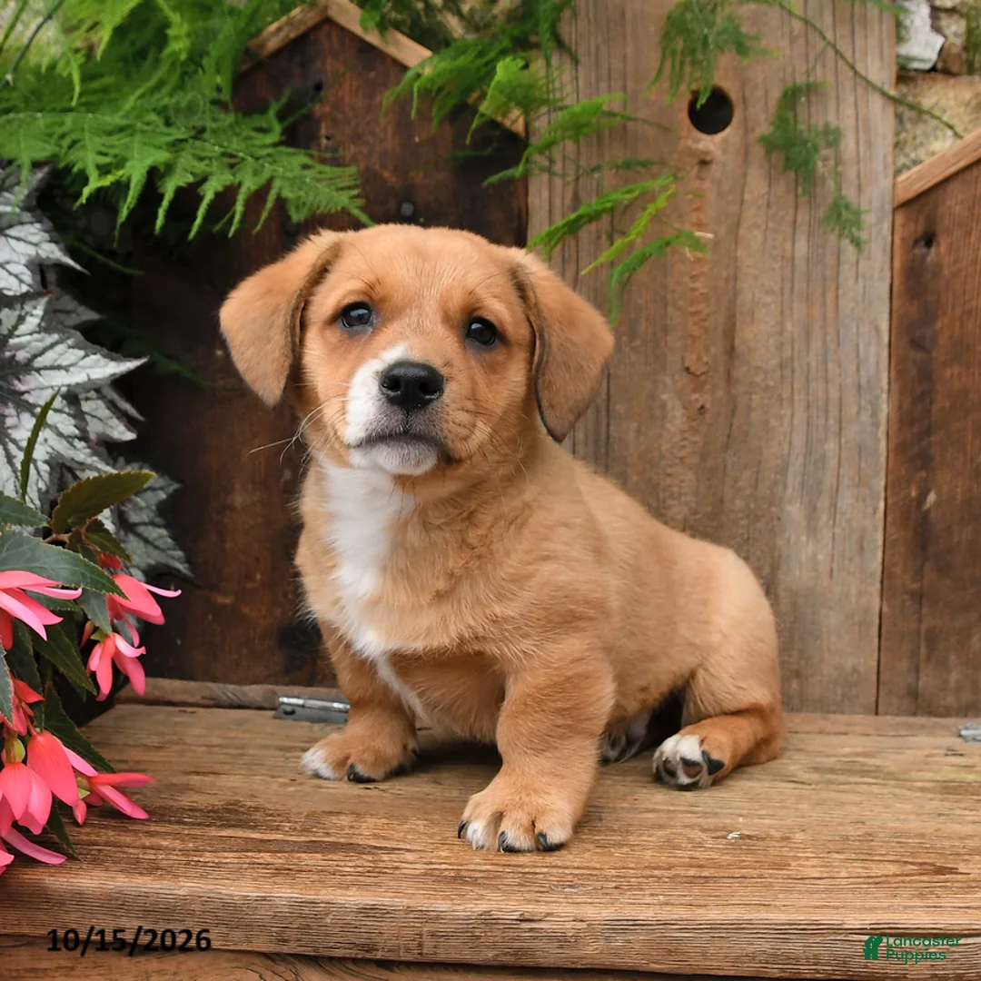 Mixed Breed dogs for sale: Eddie - Ad 3