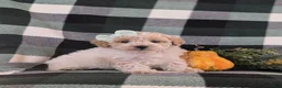 Maltipoo dogs for sale: Jozi Hypoallergenic - Ad 4