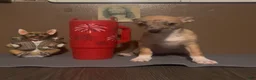 Chiweenie dogs for sale: Mai Tai  - Ad 5