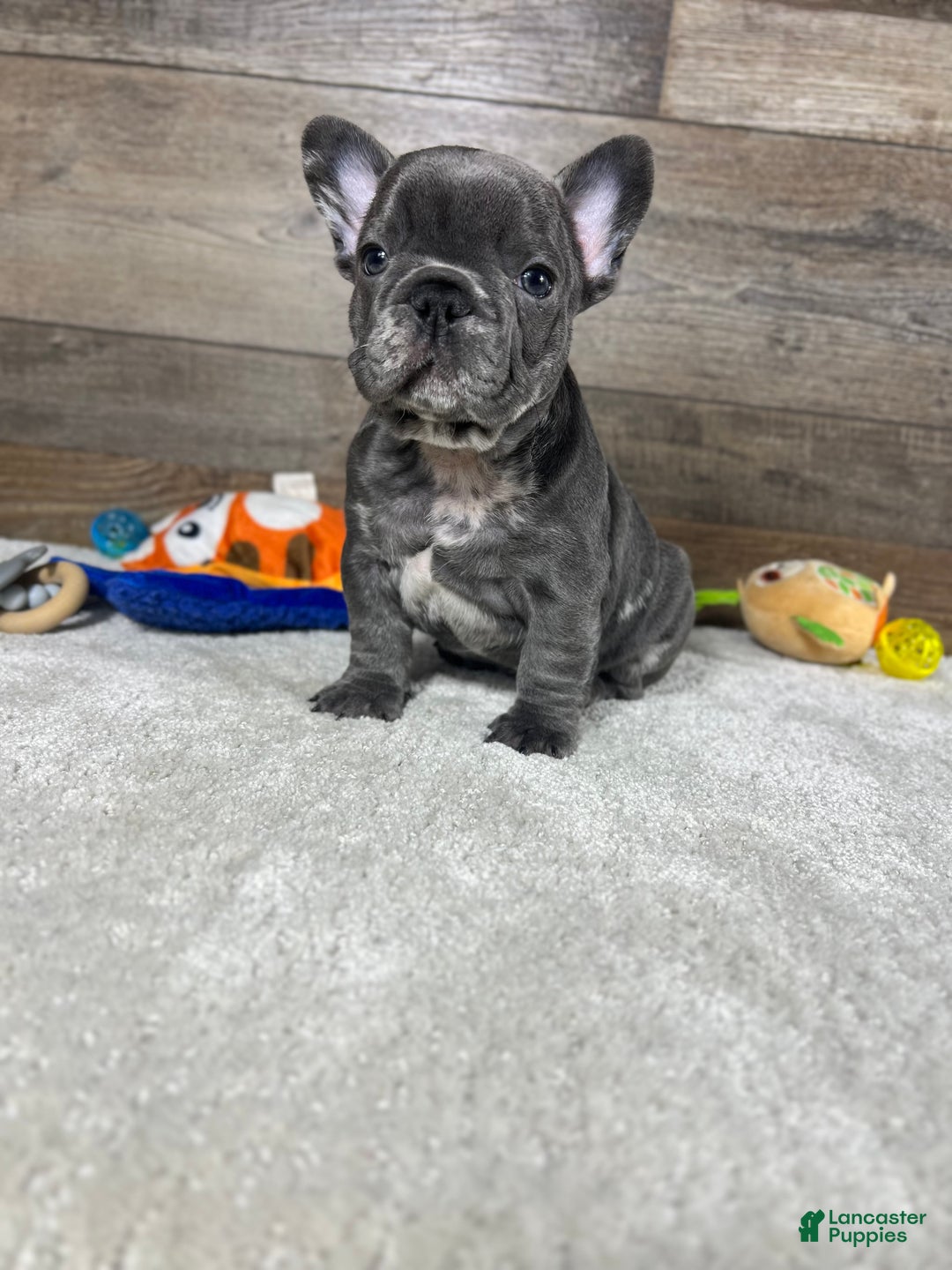 French Bulldog dogs for sale: Louie - Ad 1