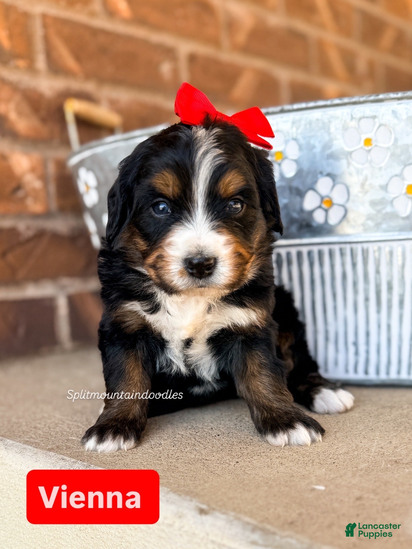 Bernedoodle dogs Vienna - Ad 2