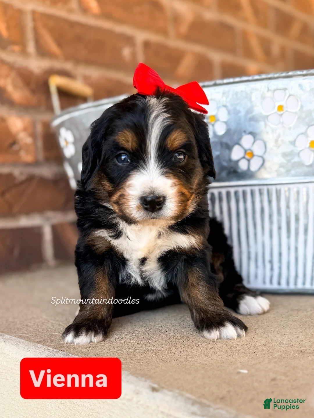 Bernedoodle dogs for sale: Vienna - Ad 2